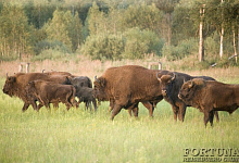 Weißrussland-Belarusian, Safaripark, National Parks „Pripjatskij“