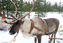 Winterzauber in Lappland, Reisen nach Finnland