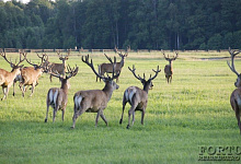 Weißrussland-Belarusian, Safaripark, National Parks Pripjatskij
