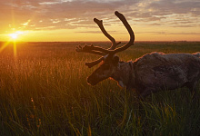 Polarkreis-Kreuzfahrten in Sibirien. Putorana-Hochebene, Permafrostboden